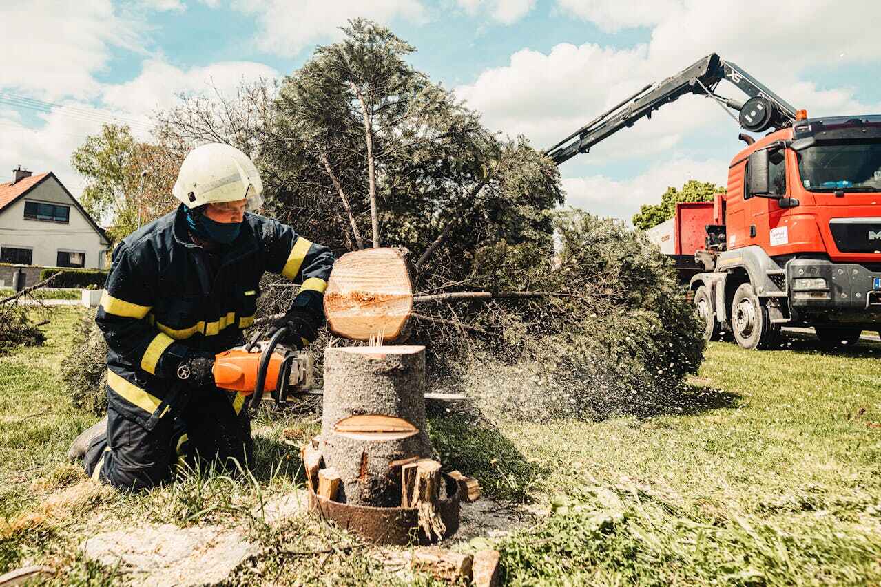 Tree Removal for Businesses in Rogersville, MO